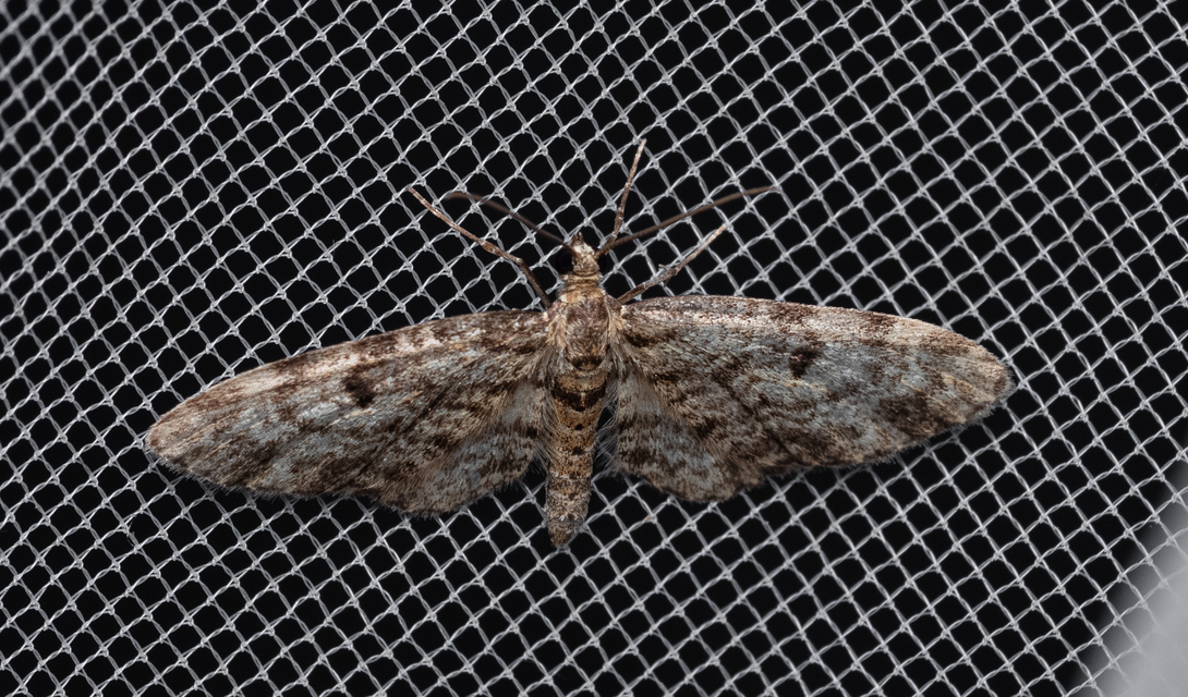 Eupithecia tantillaria - feketegyűrűs törpearaszoló