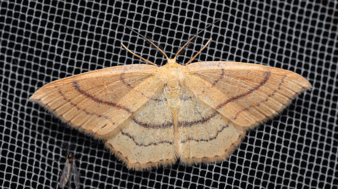 Cyclophora linearia - vonalas pettyesaraszoló