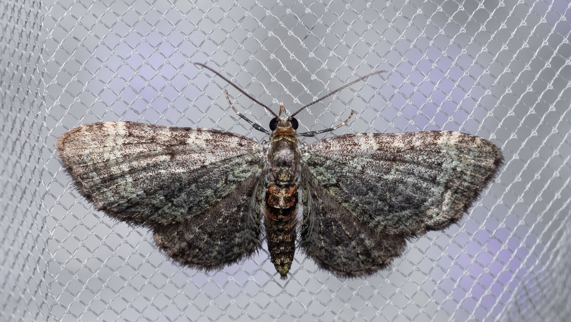 Pasiphila chloerata - hamvas törpearaszoló