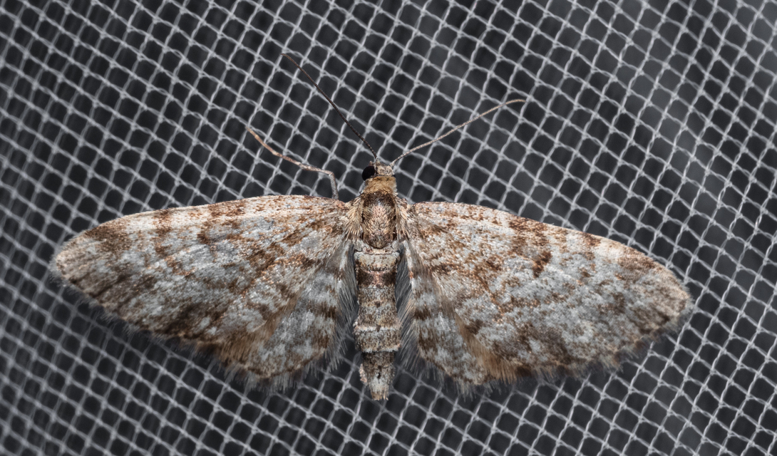 Eupithecia tantillaria - feketegyűrűs törpearaszoló