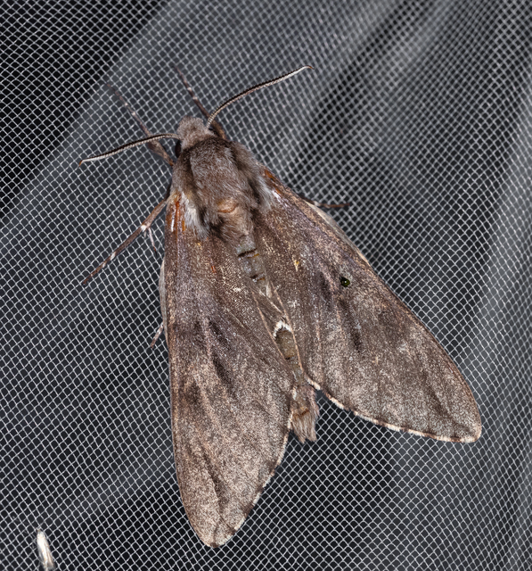 Hyloicus pinastri - fenyőszender