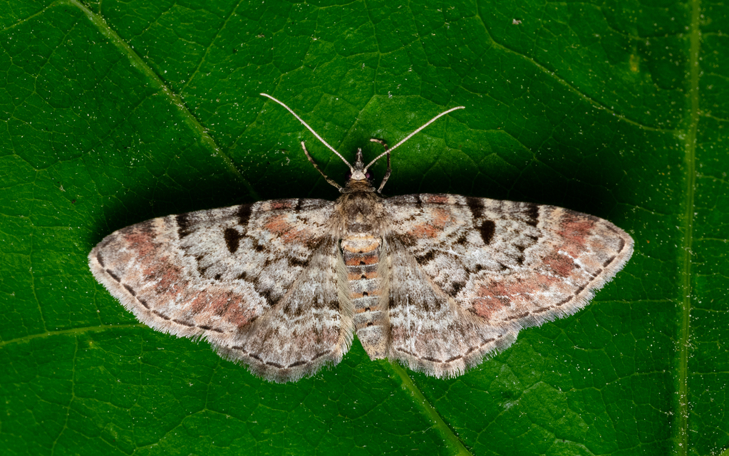 Eupithecia abietaria - nagyfoltú törpearaszoló