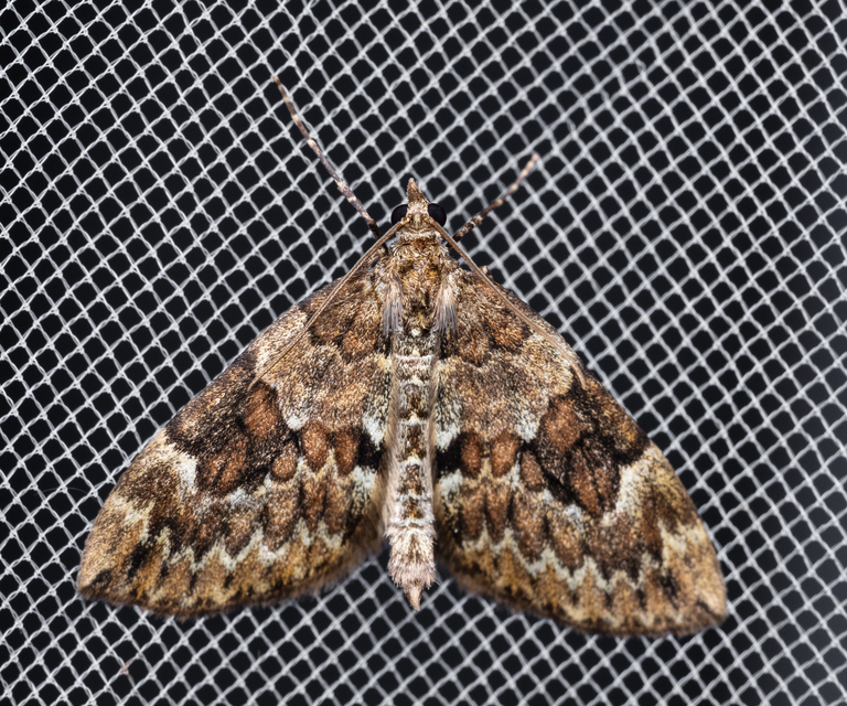 Thera variata/britannica