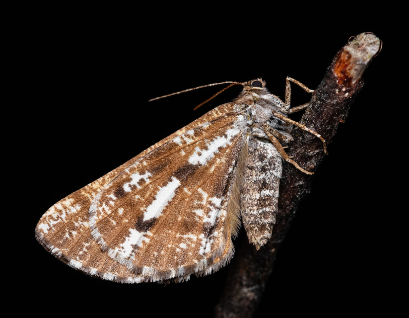 Bupalus piniaria - fenyőaraszoló