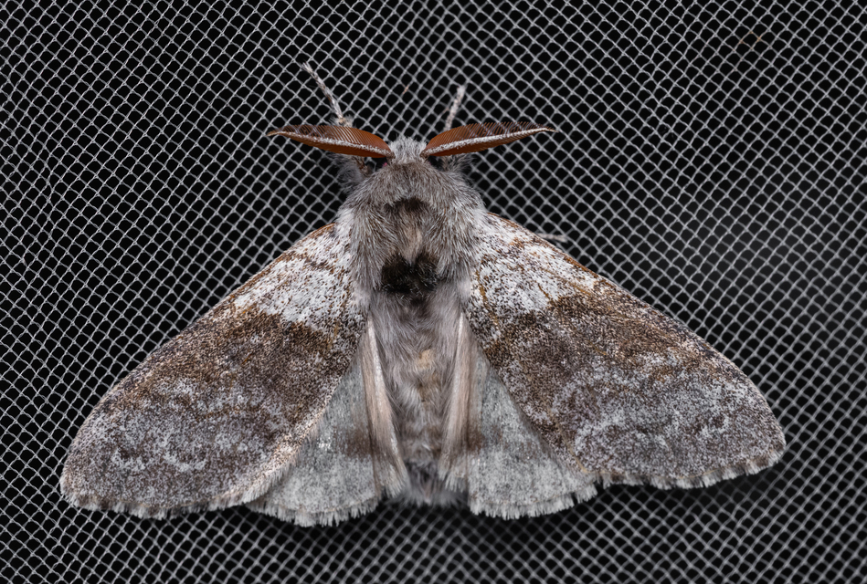 Calliteara pudibunda - hamvasszövő