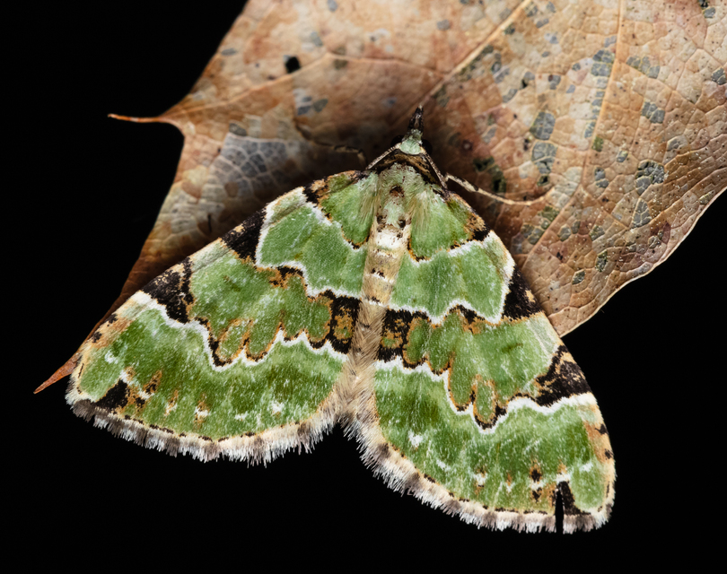 Colostygia pectinataria - zöld levélaraszoló