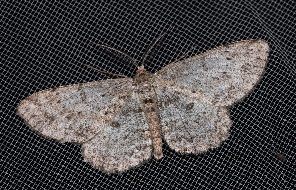 Hypomecis punctinalis - pettyes faaraszoló