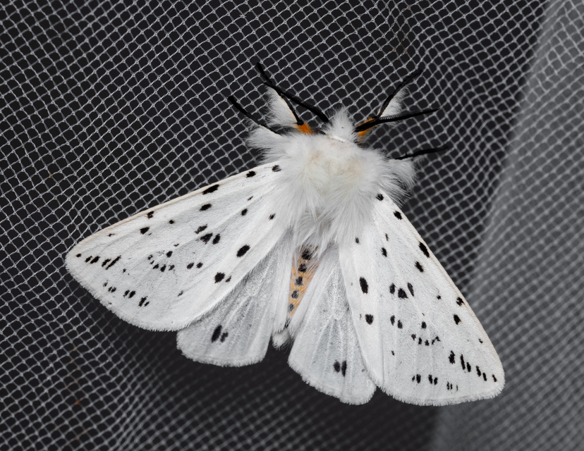 Spilosoma lubricipedum - tejszínű medvelepke