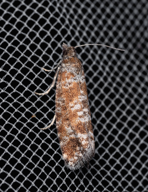 Rhyacionia