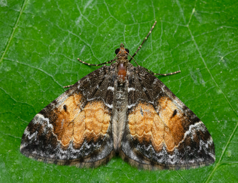 Dysstroma truncata - fehérpontos araszoló