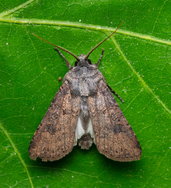 Agrotis segetum - vetési földibagoly