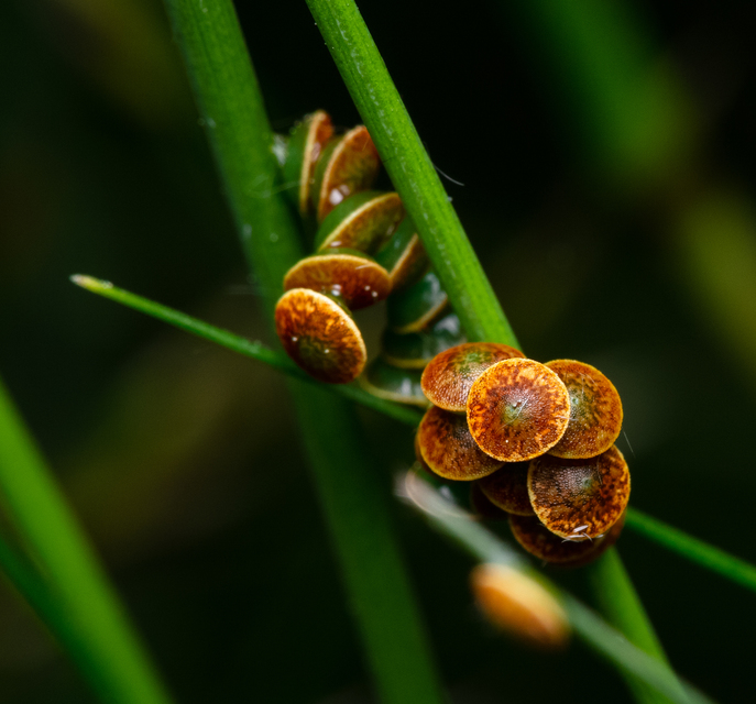 Cerura erminea - hermelin-púposszövő