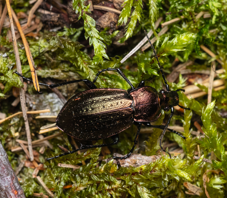 Carabus arvensis - sokszínű futrinka