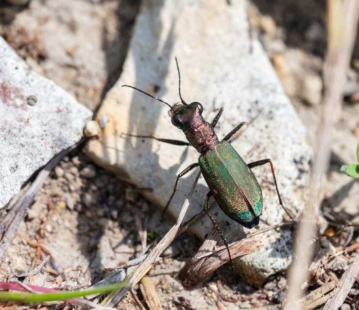 Carabidae - futóbogárfélék