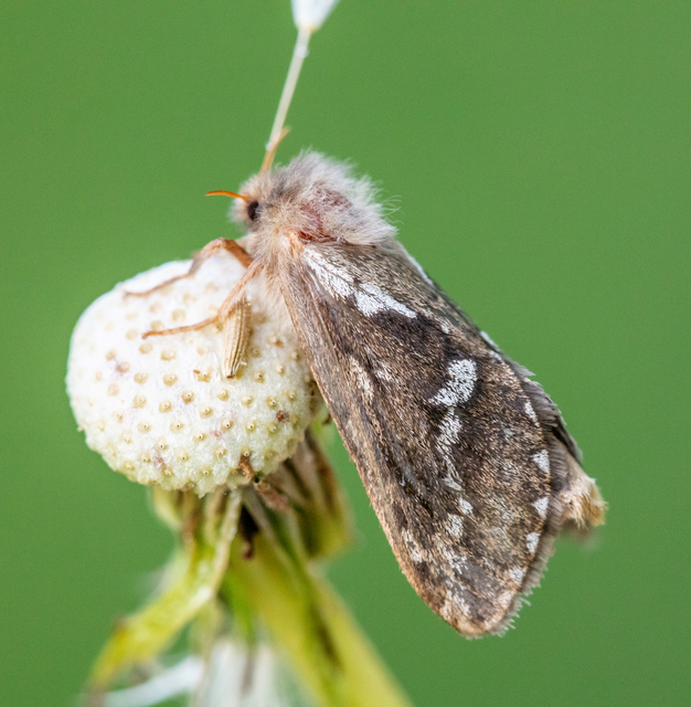 Korscheltellus lupulina - keleti gyökérrágólepke