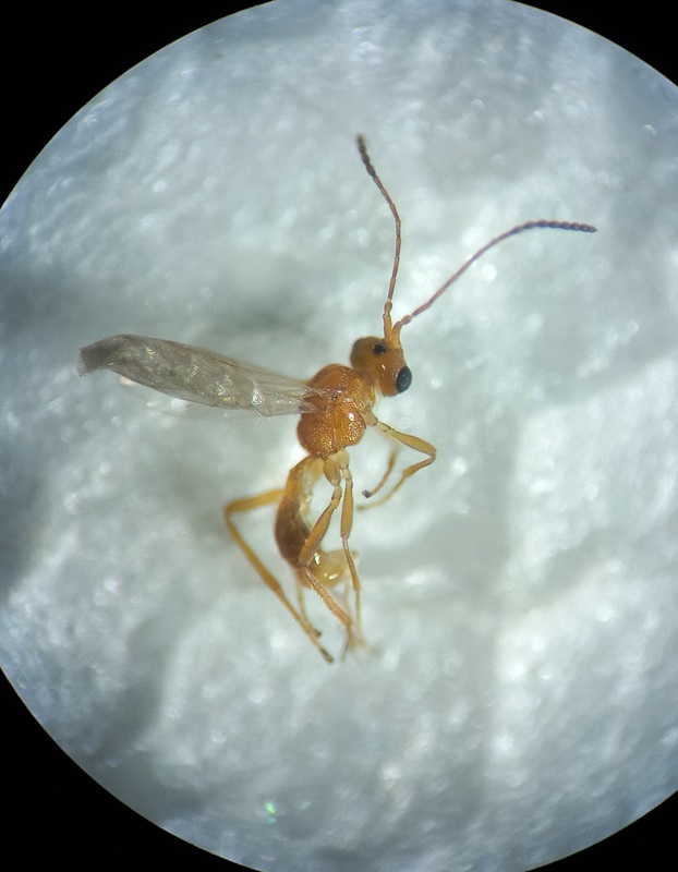 Ecclitura primoris