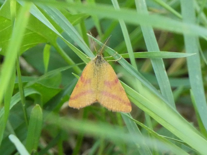Lythria purpuraria - bíborsávos araszoló