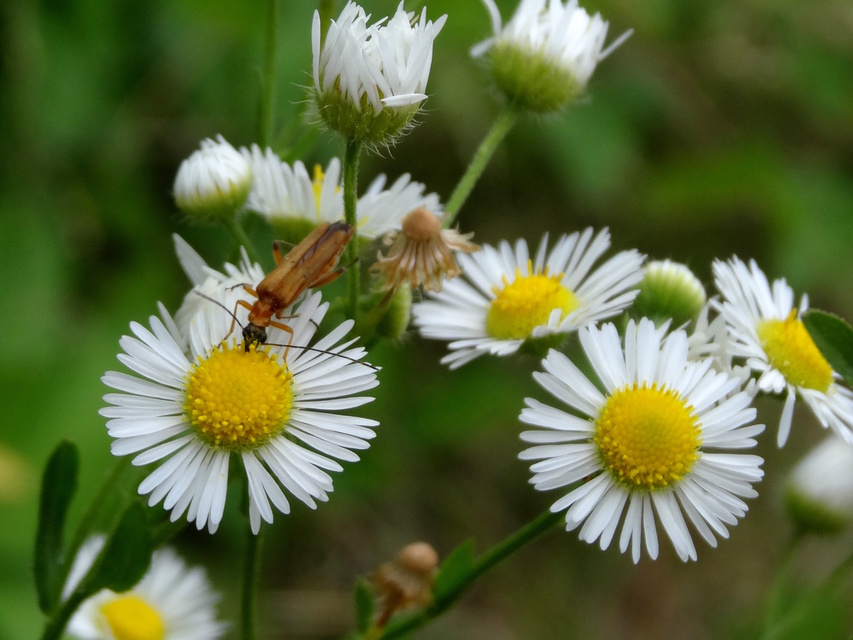 Oedemera podagrariae - székfű-álcincér