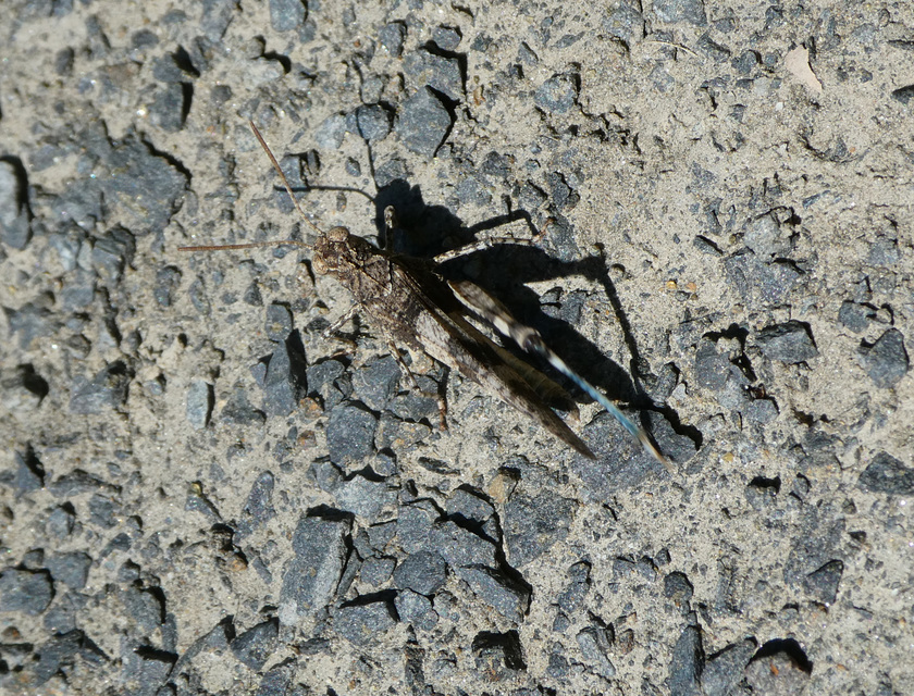 Oedipoda caerulescens - kékszárnyú sáska