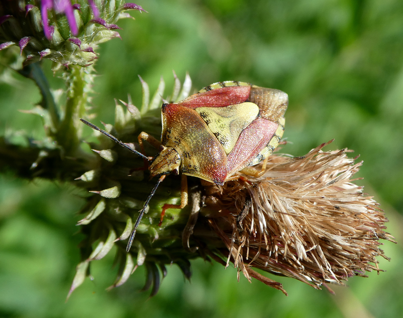 Carpocoris Carpocoris
