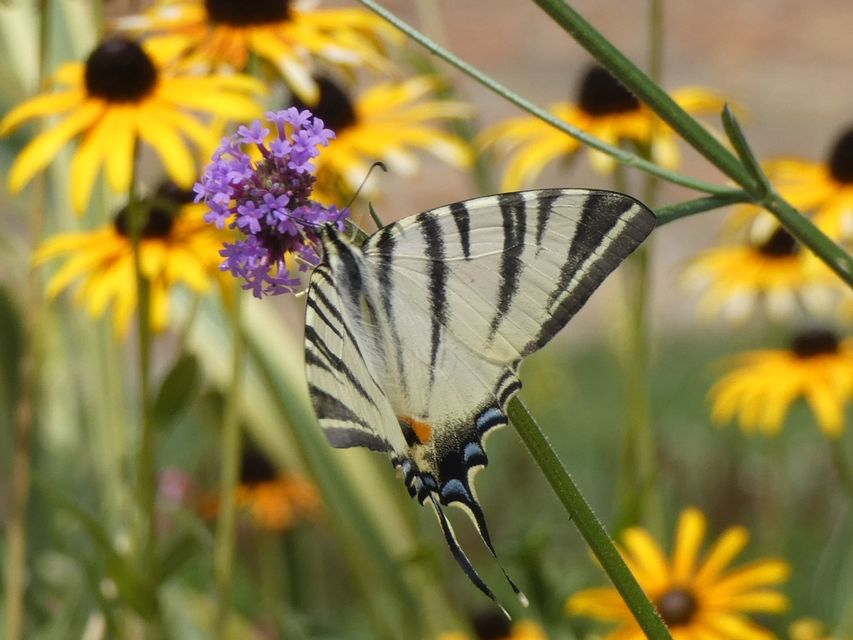 Iphiclides podalirius - kardoslepke