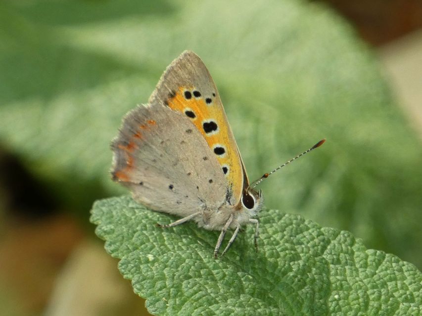 Lycaena phlaeas - közönséges tűzlepke