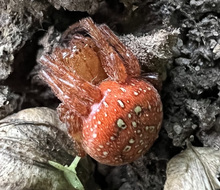 Araneus alsine - hűsölő keresztespók