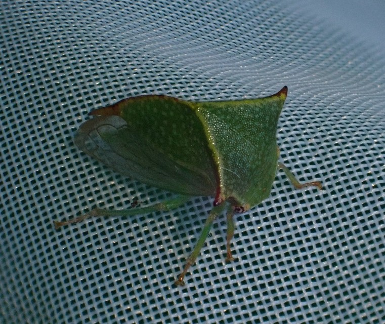 Stictocephala bisonia - bivalykabóca