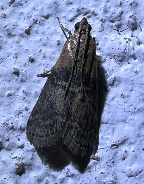 Sciota