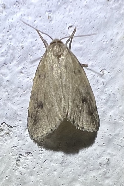 Thumata senex - mocsári medvelepke