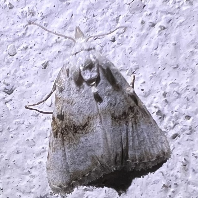 Meganola albula - fehér pamacsosszövő