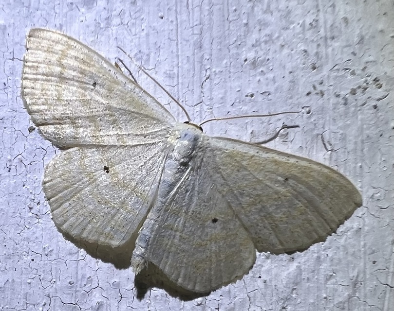 Scopula immutata - réti fehéraraszoló