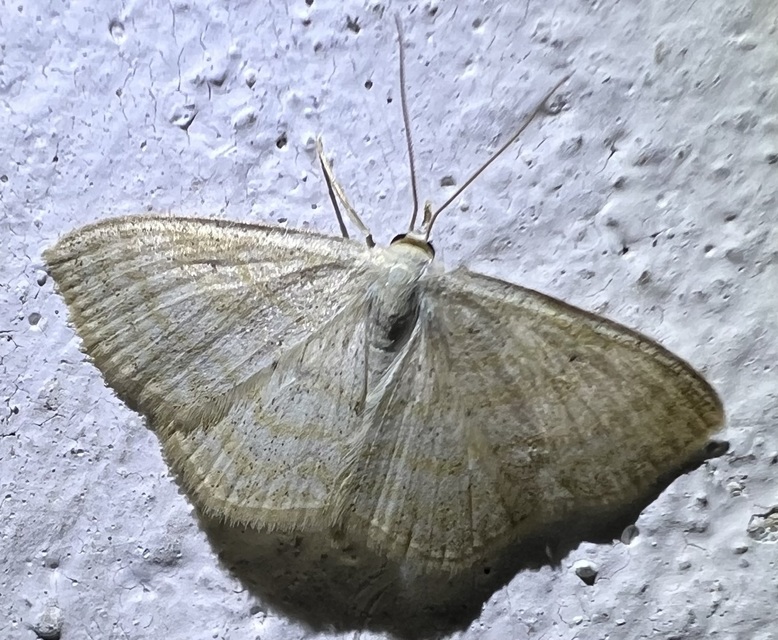 Scopula immutata - réti fehéraraszoló