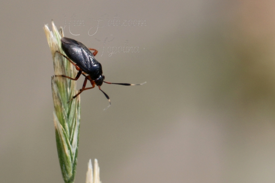 Capsus ater - fekete mezeipoloska