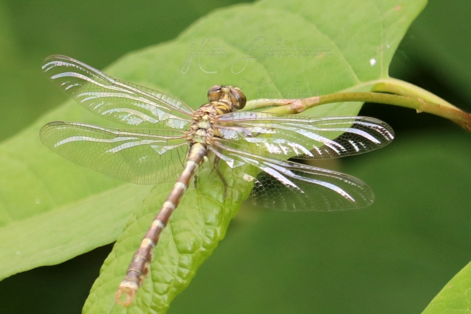 Onychogomphus forcipatus - gyűrűs folyami-szitakötő