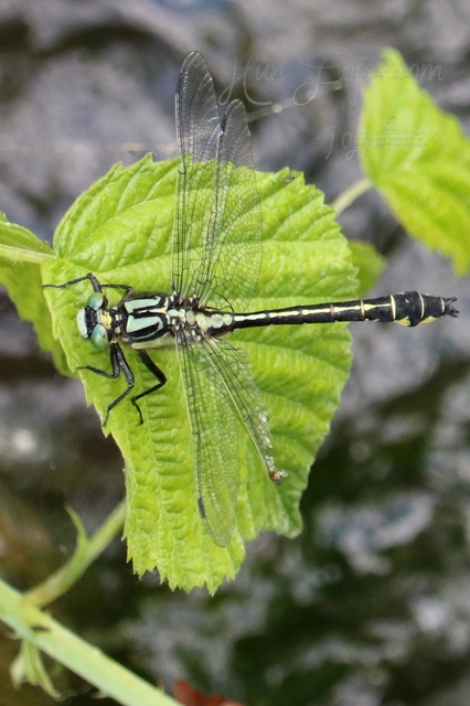 Gomphus vulgatissimus - feketelábú folyami-szitakötő