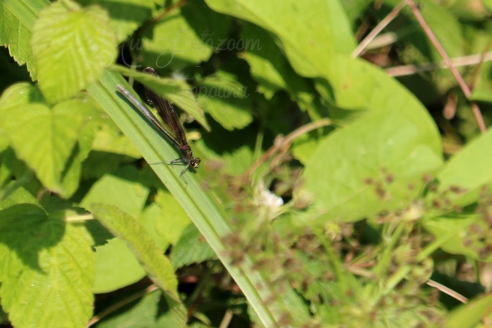 Calopteryx virgo - kisasszony-szitakötő
