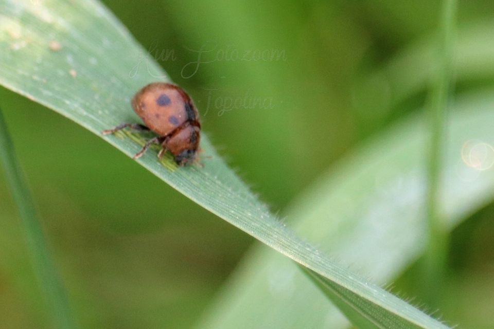Cynegetis impunctata - pázsitfűböde