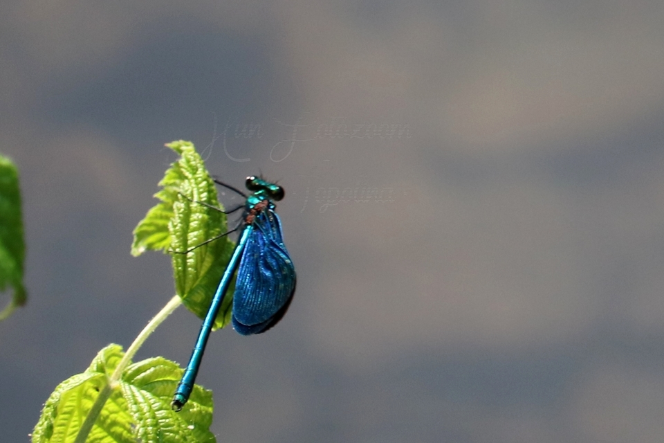 Calopteryx virgo - kisasszony-szitakötő