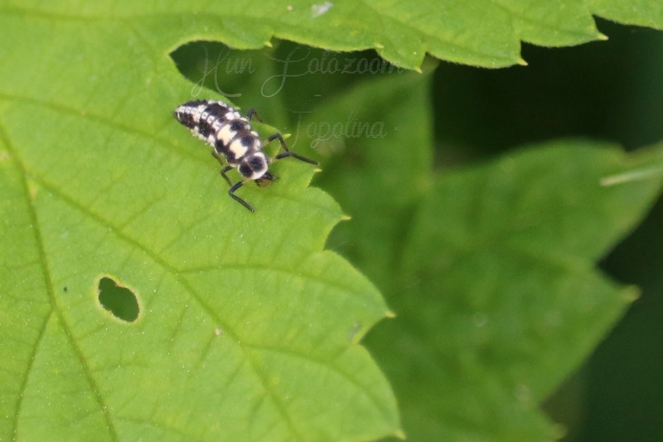 Propylea quatuordecimpunctata - tizennégypettyes füsskata