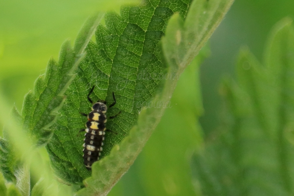 Propylea quatuordecimpunctata - tizennégypettyes füsskata