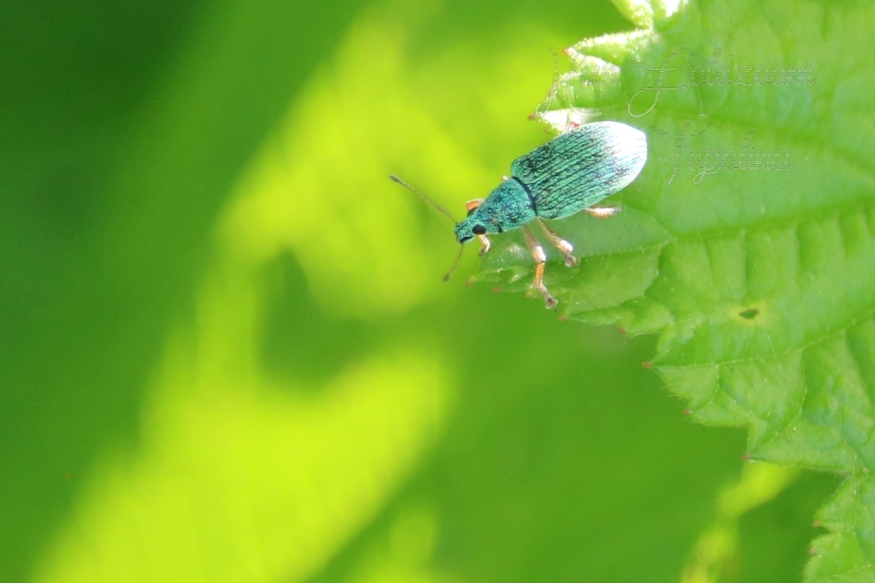 Polydrusus formosus - selymes lombormányos