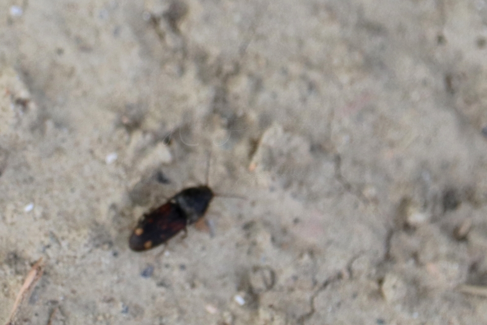 Drasterius bimaculatus - változékony pattanó
