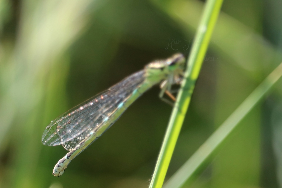 Coenagrion ornatum - díszes légivadász