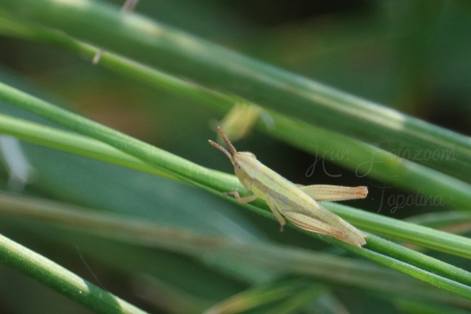 Euchorthippus