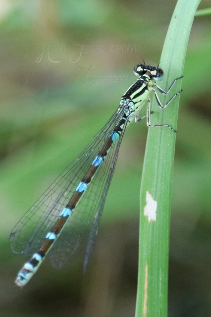 Coenagrion ornatum - díszes légivadász