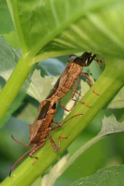 Coreus marginatus - közönséges karimáspoloska