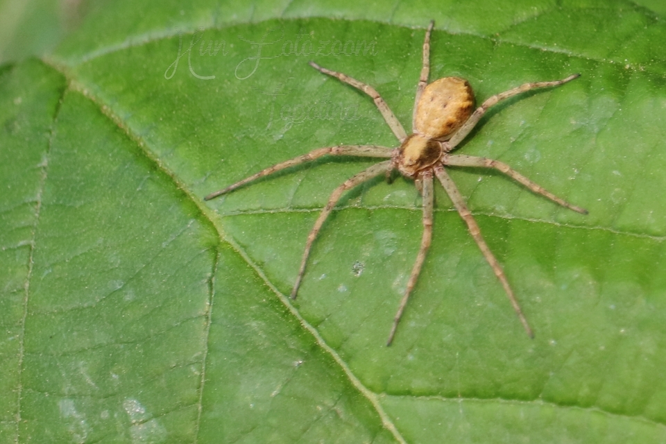 Philodromus