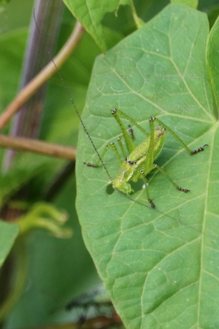 Leptophyes albovittata - közönséges virágszöcske