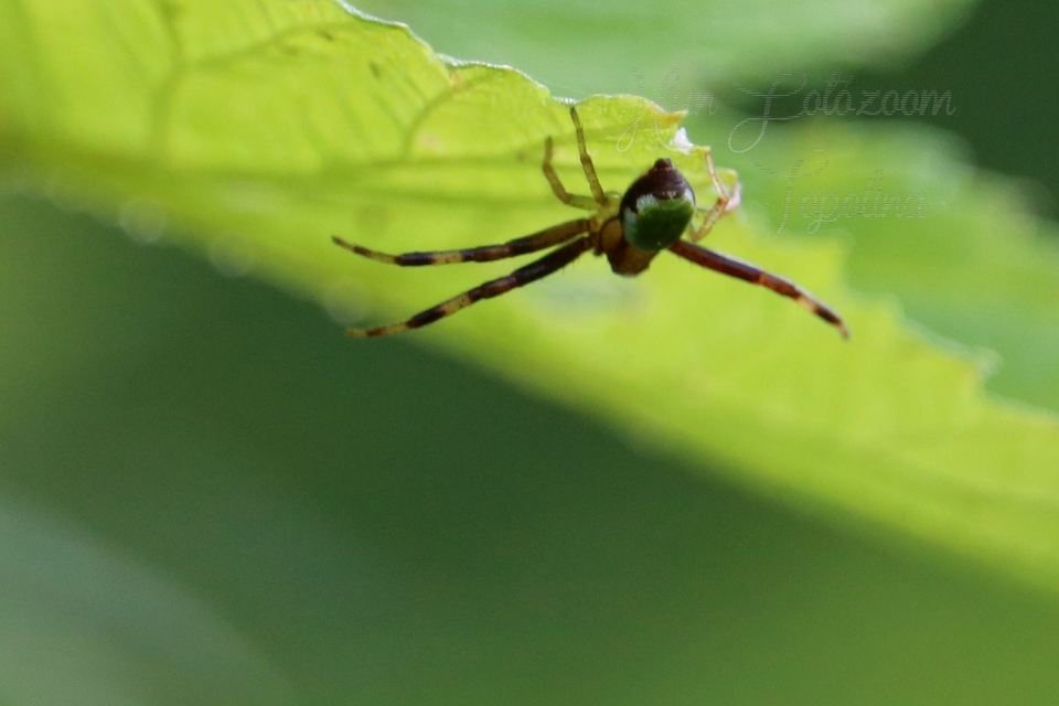 Ebrechtella tricuspidata - alakoskodó karolópók